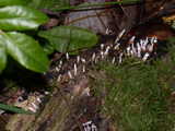xylaria hypoxylon